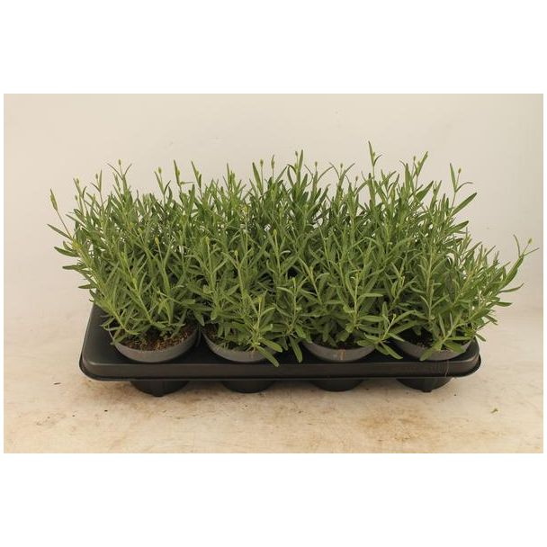 Lavandula Angustifolia Essence Purple - Ø13cm - ↕30cm