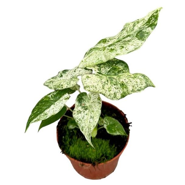 Olifantenoor, Alocasia macrorrhiza 'Splash', Tropisch, Groen/creme Plant, Ø10 5cm - ↕15cm