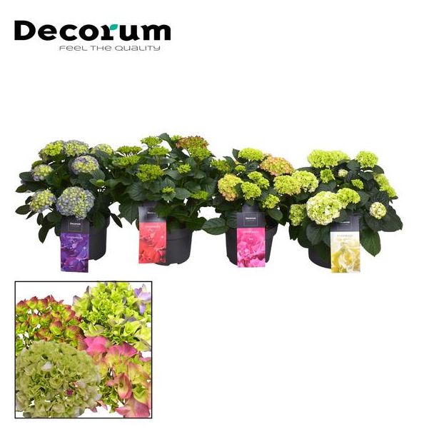 Hydrangea Bol 7-12 Kop Gemengd Op De Laag (Decorum) - Ø23cm - ↕40cm