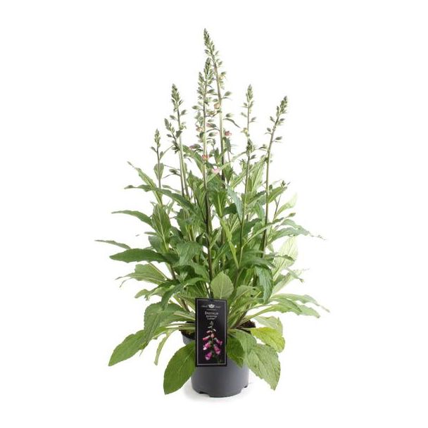 Tuinplant vingerhoedskruid (Digitalis Lucas Pink), ↕60 cm, Ø19cm
