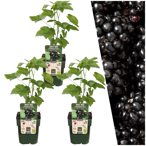 Plantenset van 3 Rubus fruticosus - Biologische Bramenplanten - Barmenstruiken