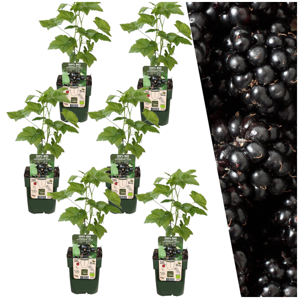 Plantenset van 6 Rubus fruticosus - Biologische Bramenplanten - Barmenstruiken