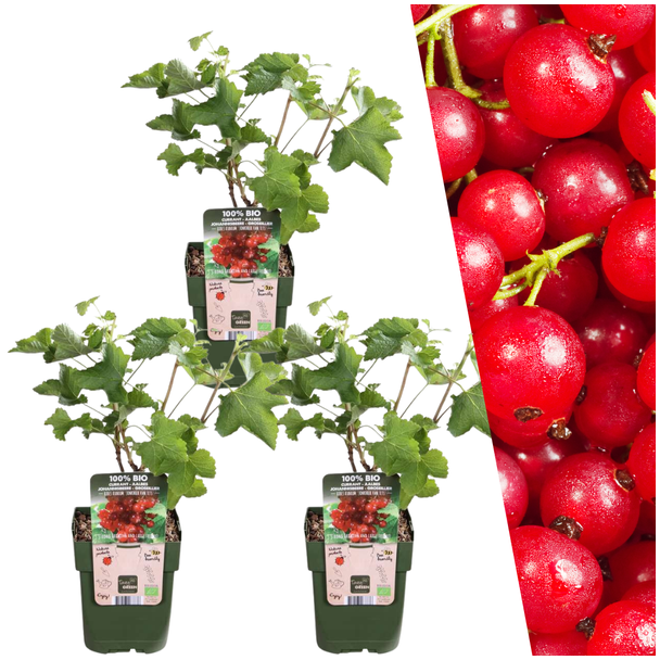 3 stuks - Biologische Aalbessenplanten - Kruisbessen stuik - Ribes rubrum - Ø 13 cm - ↨ 20 cm