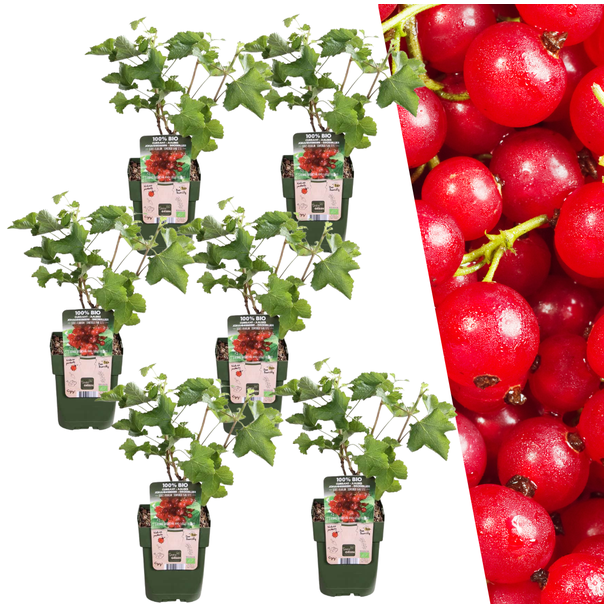 6 stuks - Biologische Aalbessenplanten - Kruisbessen stuik - Ribes rubrum - Ø 13 cm - ↨ 20 cm