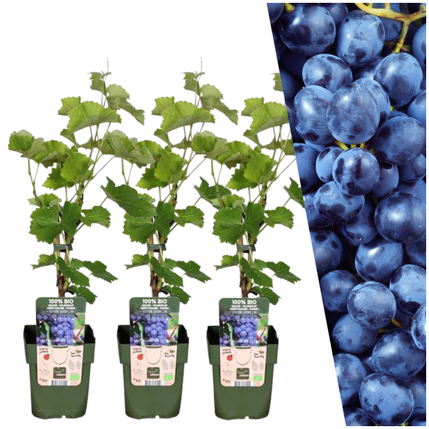 3x Biologische Druivenplanten - druiven struiken -  Vitis vinifera - blauwe druiven