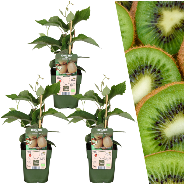 63stuks 100% Biologische Kiwiplanten, voor in je Tuin,   Ø 13 cm - ↨ 20 cm