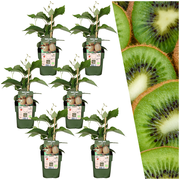 6 stuks 100% Biologische Kiwiplanten, voor in je Tuin,   Ø 13 cm - ↨ 20 cm