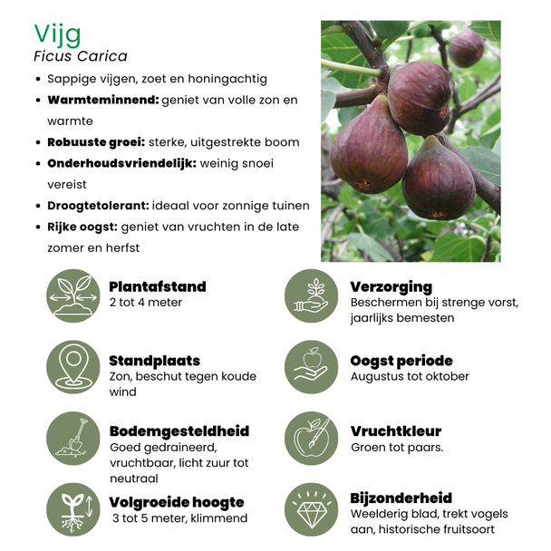 Beeld