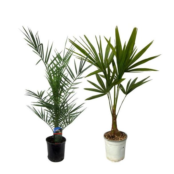 2 Palmen mix met Henneppalm en Canarische dadelpalm (Phoenix Canariensis + Trachycarpus Fortuneii), twee tuinplanten
