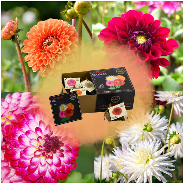 Dahlia`s  Luxe Box Medium, set van 4 srt. dahlia s ('Playa Blanca', 'Heatwave', 'Little Robert' en Ralphie) Kleur Wit, Rood,Magenta-wit, oranje, Bloembollen, geschenk, kado