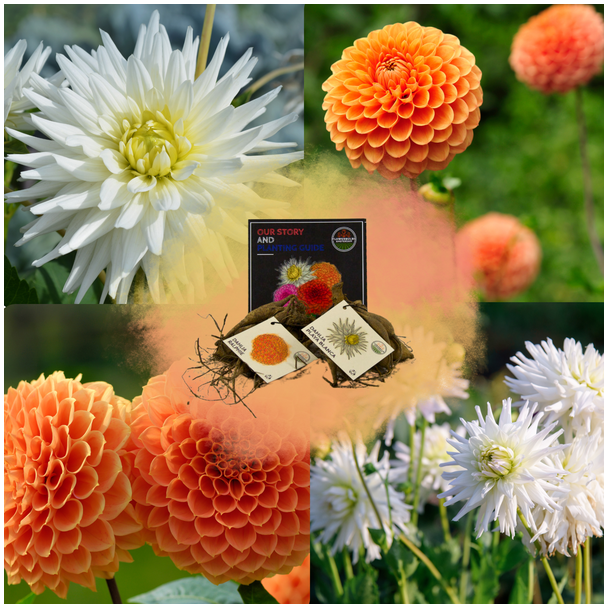 Dahlia`s Mix Orange Pride, 1 set van 2 srt. ( Dahlia Playa Blanca & Dahlia Ralphie ) Kleur Helder Wit-Oranje, Bloembollen, geschenk, kado