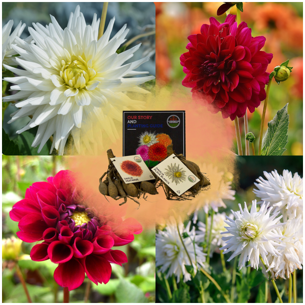 Dahlia`s Mix Outdoor Happiness, 1 set van 2 srt. (Dahlia Playa Blanca  & Dahlia Heatwave ) Kleur Helder Wit-Dieprood, Bloembollen, geschenk, kado