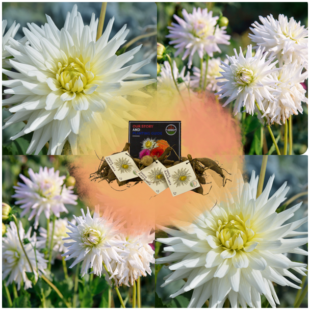 Dahlia Playa Blanca , 1st, Kleur Helder Wit, Cactusvormige Bloemen, Bloembollen, Flowerbulbs