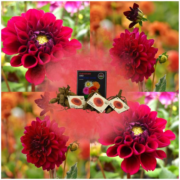 Dahlia Heatwave, 1st, Kleur  Dieprood, Grote Bloemenn, Bloembollen, Flowerbulbs Amsterdam