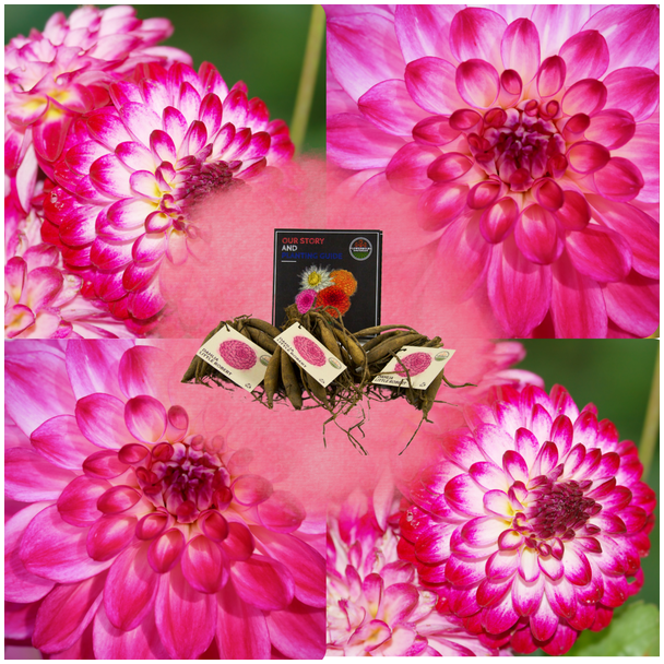 Dahlia Little Robert, 1st, Kleur Magenta naar wit ,  ronde en opgekrulde bloemblaadjes, Bloembollen, Flowerbulbs Amsterdam