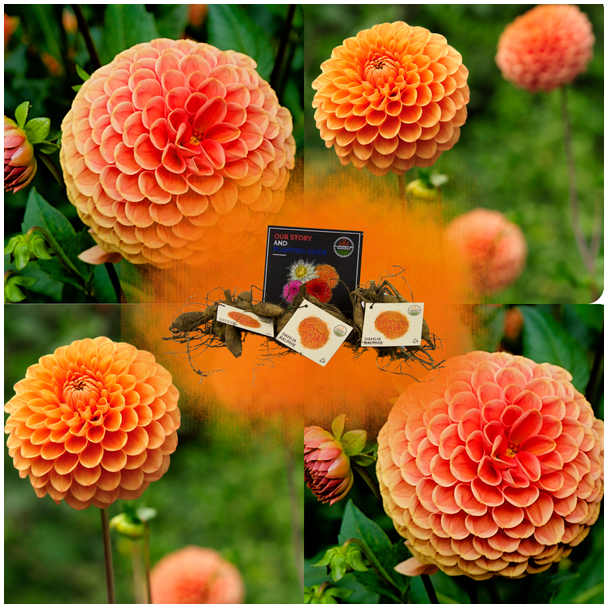 Dahlia Mystery Day, 1st, Kleur Glinsterende Oranje Bloemen, Bloembollen, Flowerbulbs Amsterdam