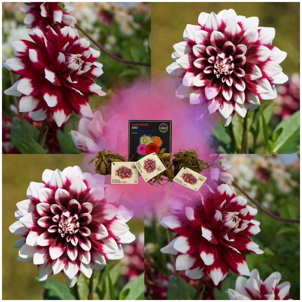 Dahlia Mystery Day, 1st, Kleur Wijrood naar Wit , Grote Brede Bloembladen, Bloembollen,