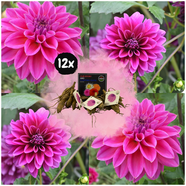 Dahlia Bleu Bell  , 12st., Kleur Lavendel- en paarsblauwe tinten, Grote Brede Bloembladen, Bloembollen, Flowerbulbs Amsterdam
