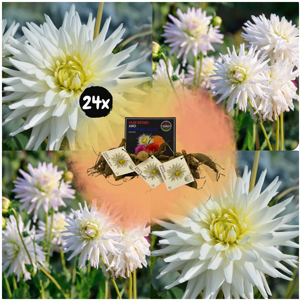 Dahlia Playa Blanca , 24st., Kleur Wit, Cactusvormige Bloemen, Bloembollen, Flowerbulbs