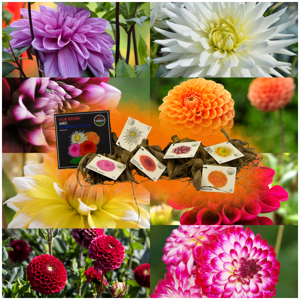 Dahlia, pakket van 8 verschillende Dahlia`s, Diverse Kleuren, Bloembollen, Flowerbulbs