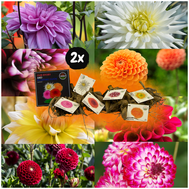 Dahlia Super Mix,  2x pakket van 8 verschillende dahlia s, diversen kleuren, bloembollen, Flowerbulbs