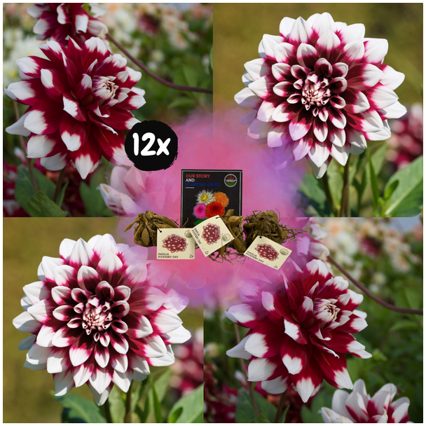 Dahlia  LMystery Day, 12st, Kleur van Donkerrood naar Wit, Grootbloemige Uitstraling , Bloembollen