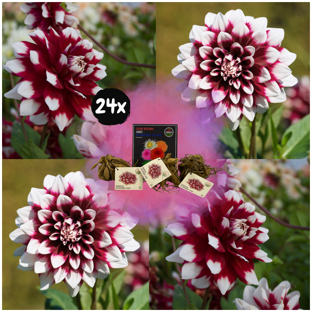 Dahlia  LMystery Day, 24st, Kleur van Donkerrood naar Wit, Grootbloemige Uitstraling , Bloembollen, Flowerbulbs Amsterdam