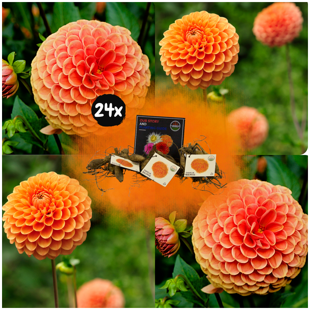 Dahlia Ralphie, ,24st, Kleur Glinsterende Oranje Bloemen , Bloembollen, Flowerbulbs Amsterdam