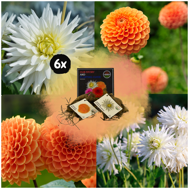 Dahlia Mix Orange Pride , totaal 12st, (6x Playa Blanca & 6x Ralphie ), Kleurenmix van Wit en levendige oranje tinten, Bloembollen, Flowerbulbs Amsterdam