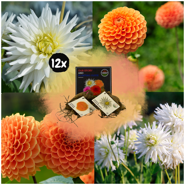 Dahlia Mix Orange Pride , totaal 24st, (12x Playa Blanca & 12x Ralphie ), Kleurenmix van Wit en levendige oranje tinten, Bloembollen, Flowerbulbs Amsterdam