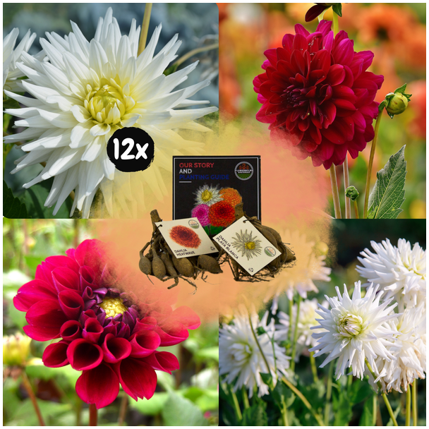Dahlia Mix Pompon Splash, totaal 24st, (12x Little Robert & 12x Ralphie ), Kleurenmix van Creme/Magenta enlevendig oranje tinten,  Bloembollen