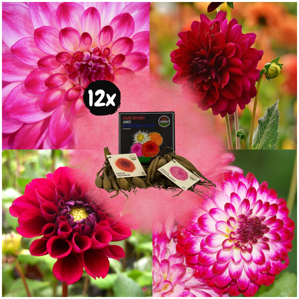 Dahlia Mix Outdoor Happiness  24st, (12x Little Robert & 12xHeatwave ') ,  Kleurenmix van dieprode tinten, Outdoor Happiness,  Bloembollen