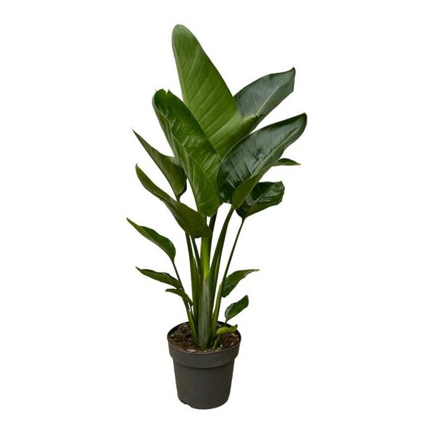 Witte Paradijsvogelplant, Tropische Groene Plant, Strelitzia Nicolai,  Ø19cm - ↕90cm