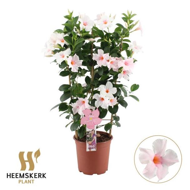 Mandevilla Summerstar, Trompetbloemige Klimplant, Kleur licht Roze, Terrasplant, Balkonplant, Eenjarige Plant, Mandevilla Summerstar Pink Touch Rek P19 - Ø19cm - ↕75cm