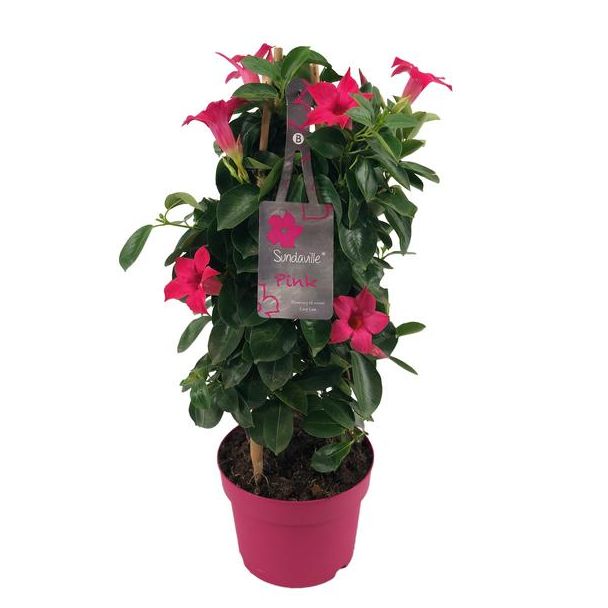 Mandevilla Sundaville Classic , Trompetbloemige Klimplant, Kleur roze, Terrasplant, Balkonplant, Eenjarige Plant,Mandevilla Sundaville Classic Pink In Toren  - Ø17cm - ↕55cm