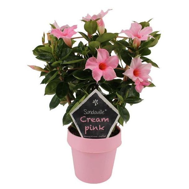 Mandevilla Sundaville Cream Pink Op Rek, Trompetbloemige Klimplant, Kleur roze, Terrasplant Balkonplant, Eenjarige plant, Mandevilla Sundaville Cream Pink Op Rek,  (Dipladenia) - Ø14cm - ↕40cm