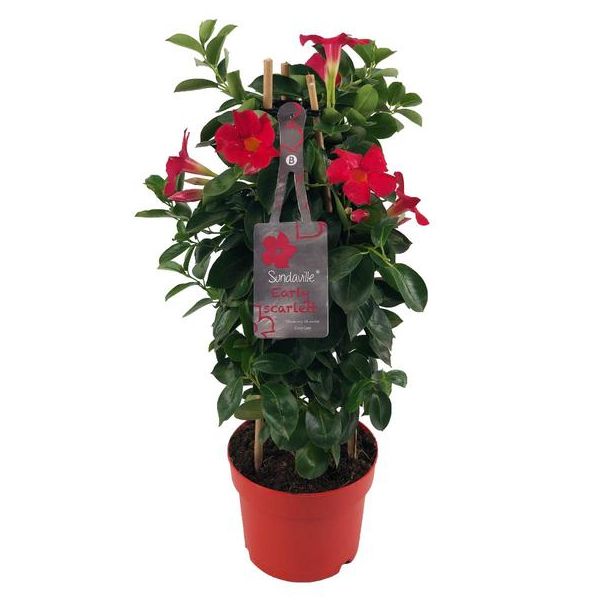 Trompetbloemige Klimplant, Kleur Rood, Terrasplant, Balkonplant, Eenjarige Plant,Mandevilla Sundaville Early Scarlet In Toren (Dipladenia) - Ø17cm - ↕55cm