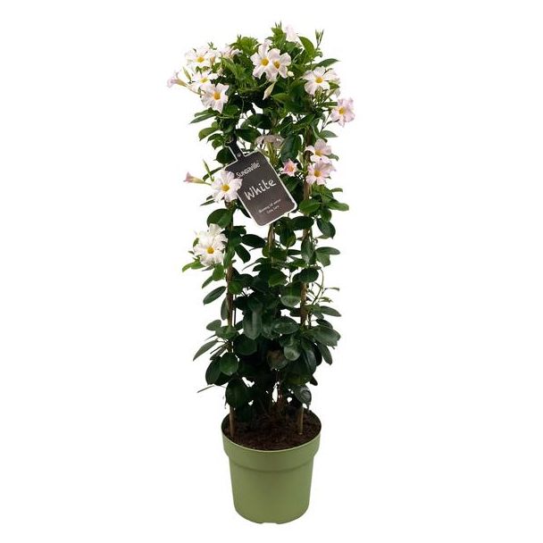 Trompetbloemige Klimplant, Kleur Wit, Terrasplant, Balkonplant, Eenjarige Plant,Mandevilla Sundaville White In Toren (Dipladenia) - Ø24cm - ↕95cm