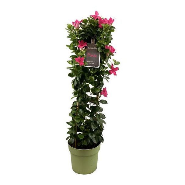 Trompetbloemige Klimplant, Kleur roze, Terrasplant, Balkonplant, Eenjarige Plant,Mandevilla Sundaville Classic Pink In Toren,(Dipladenia) - Ø24cm - ↕95cm