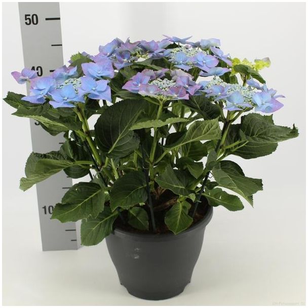Hydrangea Frisbee Blauw (teller) (Hortensia) - Ø23cm - ↕50cm