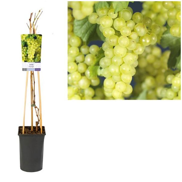 Vitis  Supaga  +light Label - Ø17cm - ↕75cm