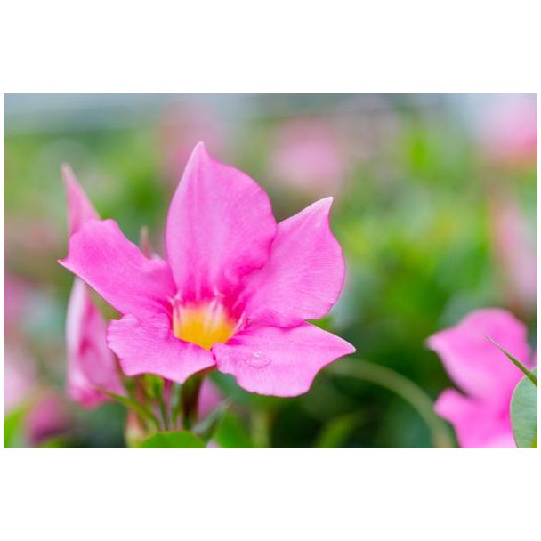 Dipladenia Sundaville Zuil PINK P27 - Ø27cm - ↕150cm