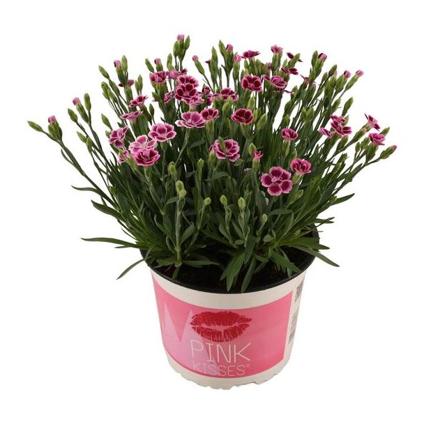 2 stuks Dianthus Pink Kisses , de Liefdes Anjer - Ø17cm - ↕40cm - voor binnen en buiten