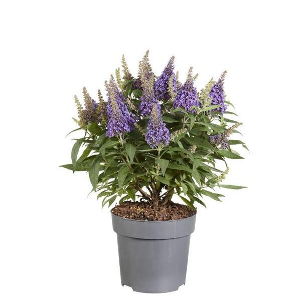 Buddleja Candy  Little Lila  P17 (PT) - Ø17cm - ↕40cm