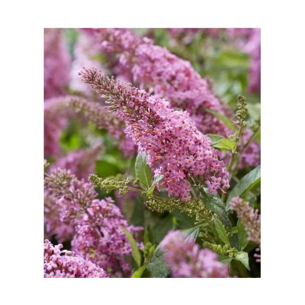 Buddleja Candy  Little Pink  P17 (PT) - Ø17cm - ↕40cm
