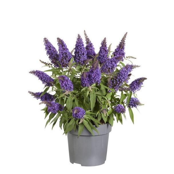 Vlinderstruik, Kleur paars, Tuinplanten, Terrasplanten, Balkonplanten,   Buddleja Candy  Little Purple  P17 (PT) - Ø17cm - ↕45cm