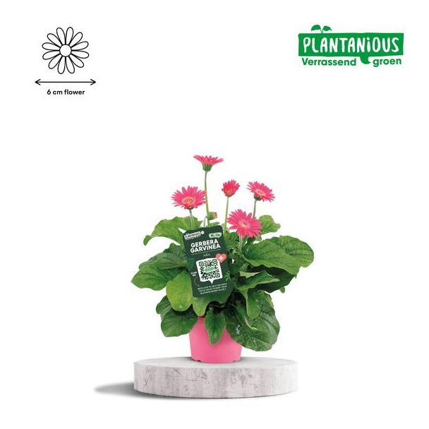 Garvinea Gerbera, Kamerplanten, Tuinplanten,Terrasplanten, Balkonplanten, Kleur Roze, Ø19cm - ↕50c