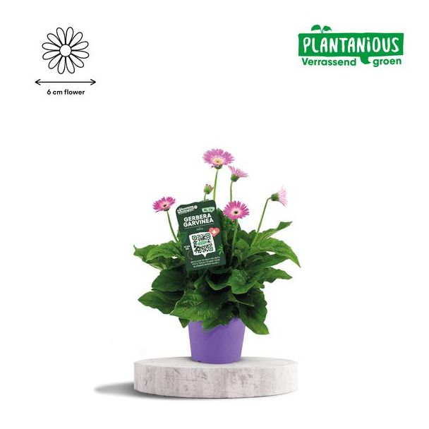 Garvinea Gerbera, Kamerplanten, Tuinplanten,Terrasplanten, Balkonplanten, Kleur Paars/lila, Ø19cm - ↕50cm