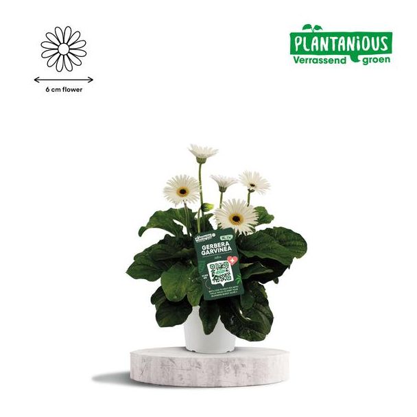 Garvinea Gerbera, Kamerplanten, Tuinplanten,Terrasplanten, Balkonplanten, Kleur Wit, Ø19cm - ↕50cm