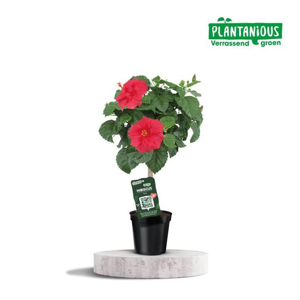 De Chinese Roos, Kleur Rood, Kamerplant, Bloeiende Kamerplant, Tuinplant, Terrasplanten, Balkonplanten, Hibiscus Rosa-sinensis Rood - Ø19cm - ↕75cm